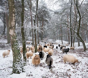 flock of sheep in snowy forest by anton havelaar