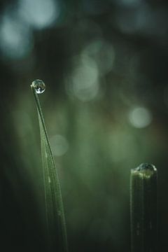 Dewdrops on grass by Jan Eltink