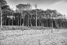 Bäume am Strand der Ostsee in schwarz weiß. Kleiner Wald
