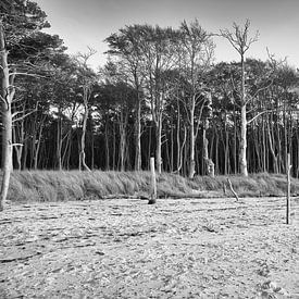 Trees on the beach of the Baltic Sea in black and white. Small forest by Martin Köbsch