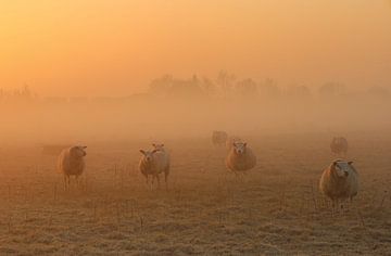 Schapen in de ochtendzon van Eefje John