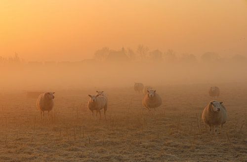 Schapen in de ochtendzon
