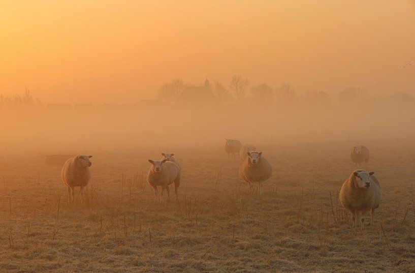 Moutons dans le soleil du matin par Eefje John