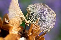 Hydrangea leaf
