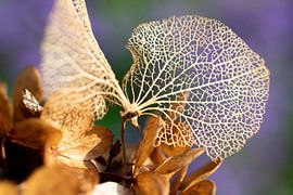 Hydrangea leaf by Janny Schilderink......Atelier "de Tuute "