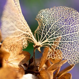 Hortensia (blad) .Woonkamer. van Janny Schilderink......Atelier "de Tuute "