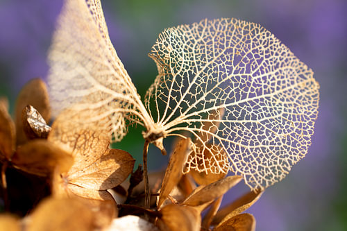 Hortensia (blad) .Woonkamer.