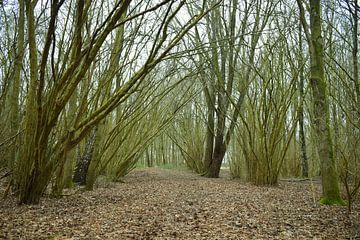 Bolt Forrest by Shelby Greven