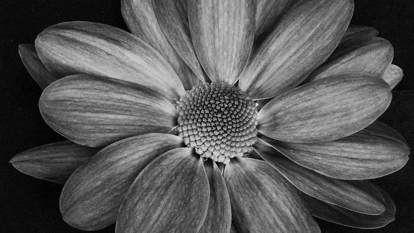 Blume Aster von Cobi de Jong