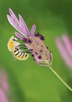 Bij op lavendel