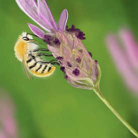 Bij op lavendel von Hans van Gurp