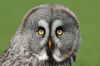 Portrait of a Great Grey Owl