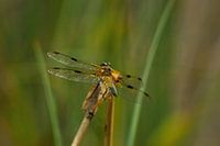 Libelle in het licht