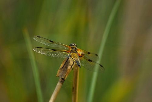 Libelle in het licht
