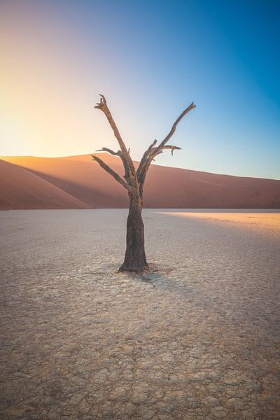 Namibia Deadvlei Baum am Morgen von Jean Claude Castor