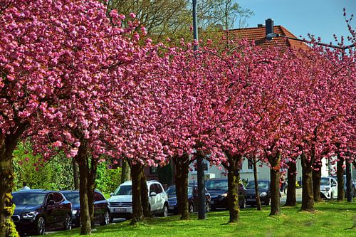 Ornamental Cherry Alley