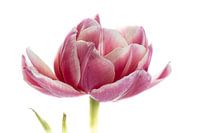 Tulp roze uit Tulpenserie Suur