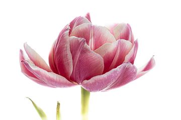 Tulp roze uit Tulpenserie Suur van Marja Suur