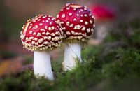 Quelques agaricides pour les mouches