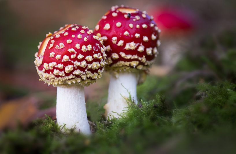 A couple of fly agarics by Alain Gysels