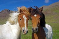 Real Icelanders