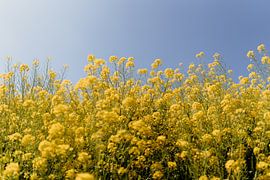 Rapeseed by Myrthe Vlasveld
