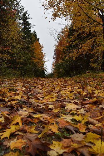 In het bos in de herfst