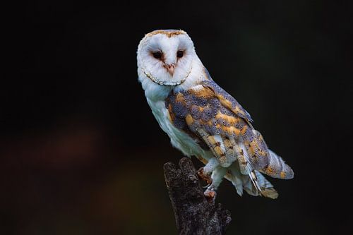 Barn owl on a branch