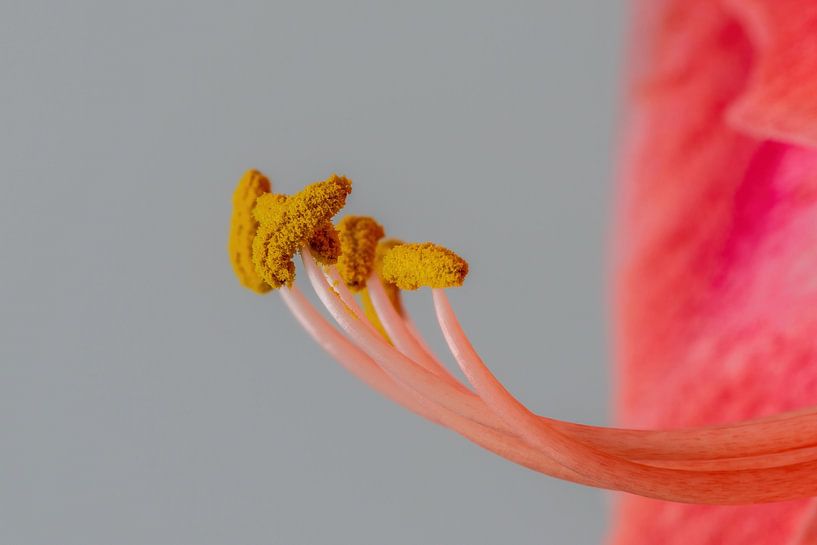 Silhouette of the Amaryllis stamens - Amaryllidaceae by Rob Smit