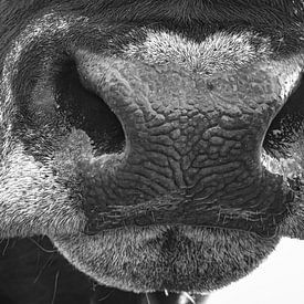 Nez d'un taureau en noir et blanc sur Martijn van Dellen