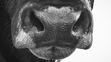 Nose of a bull in black and white