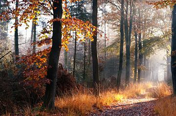 In the woods sur Olha Rohulya