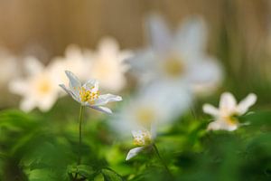 Les anémones de forêt en fleurs