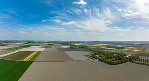 Tulpen, die im Frühling auf landwirtschaftlichen Feldern wachsen, von oben gesehen