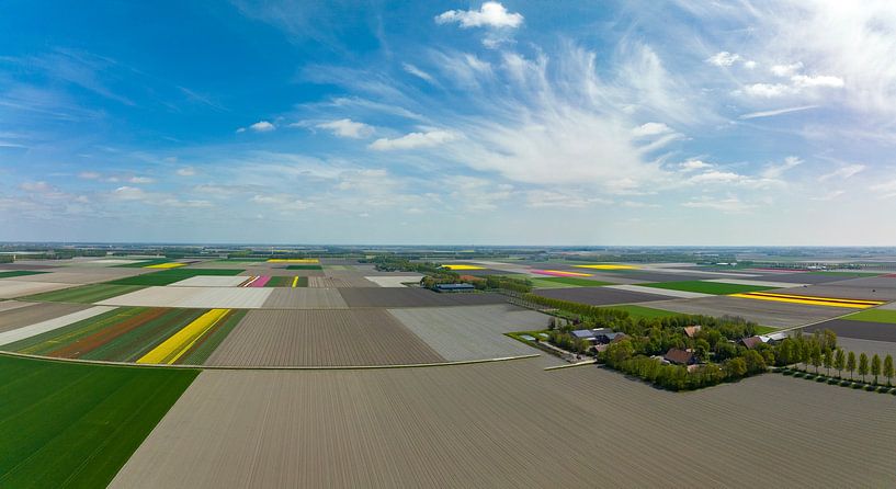 Tulips growing in agricultural fields during springtime seen from above by Sjoerd van der Wal Photography