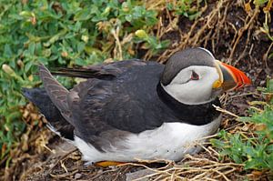 Papageitaucher auf der Insel Skellig Michael in Irland