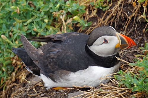 Papegaaiduikers op het eiland Skellig Michael in Ierland