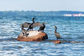 Kormoran sitzt am Ufer mit ausgebreiteten Flügeln vor einer ebenen Wasseroberfläche