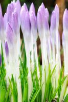 Krokusse im Frühling