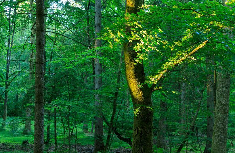 Rold Skov (Denmark) by Marcel Kerdijk