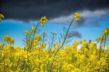 Koolzaad in Frankrijk