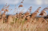 Reed bunting in the reeds by Hans van Oort thumbnail