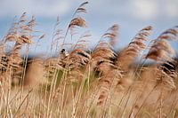 Reed bunting in the reeds
