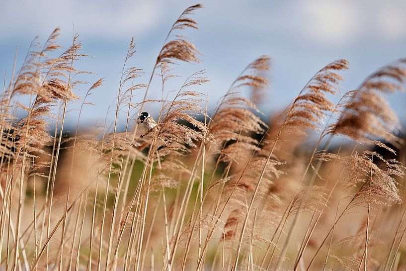 Reed bunting in the reeds by Hans van Oort