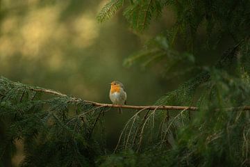 Rouge-gorge sur une branche