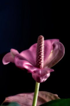 Blüte einer Anthurie von Humphry Jacobs