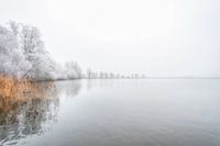 White nature