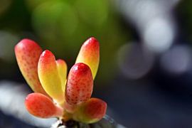 new leaves of the Sedum rubrotinctum succulent