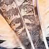 Owl Feathers by 2BHAPPY4EVER.com photography & digital art