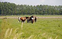 Paarden in de wei van Cora Unk thumbnail